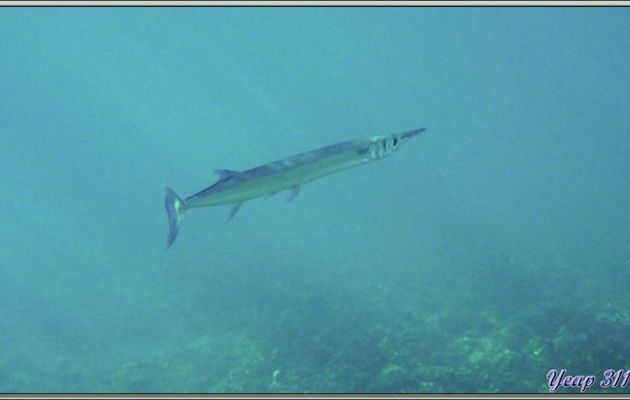 Les dents du Poisson-aiguille crocodile (Tylosurus crocodilus crocodilus) - Anse Takamaka - Mahé - Seychelles