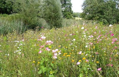 Prairie fleurie...