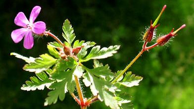 Fleurs sauvages