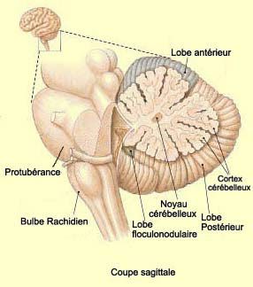 Le cervelet contrôle nos mouvements et notre équilibre.