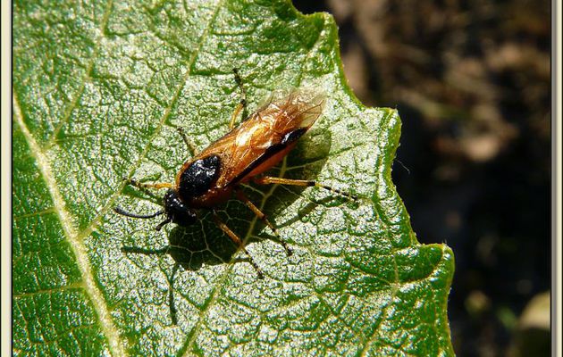 Insecte de la famille des guêpes??? - La Couarde-sur-Mer - Ile de Ré - 17