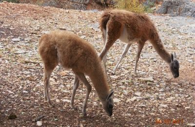 Parc animalier
