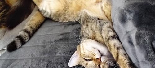 Dimanche c'est chat : Les nanas à Belle-Île Sauzon 