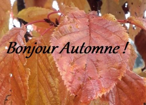 C'est l'automne !