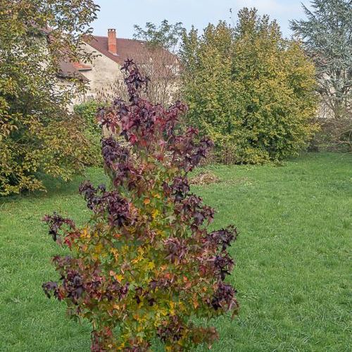 Château-Chalon : de rouge et de rouille. (1)