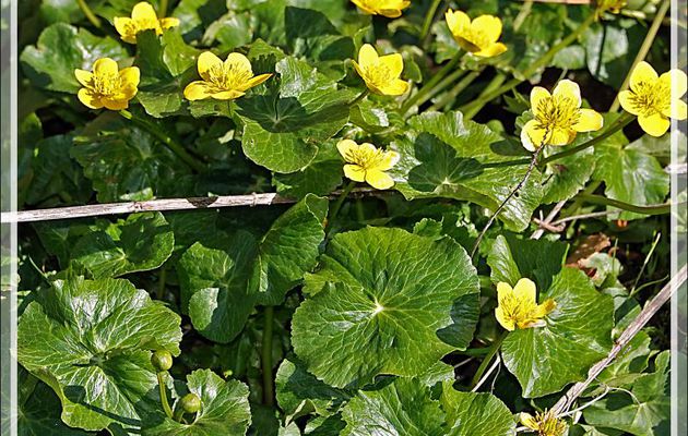 Populage des marais, Caltha des marais, Souci d'eau (Caltha palustris), Isopyre faux pigamon (Isopyrum thalictroides), Anémone des bois (Anemone nemorosa) - Prairie de Pédain - Lescun - 64
