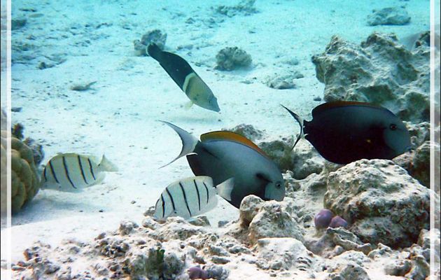 Chirurgien à marque noire ou à épaulette, Epaulette surgeonfish (Acanthurus nigricauda) - Lagon de la Pension Kuriri - Maupiti - Polynésie française