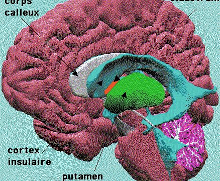 Savez vous ce qu'est le claustrum