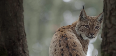 Le retour fragile du Lynx