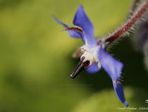 Bourrache officinale