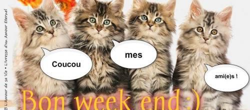 CHATONS BON WEEK END