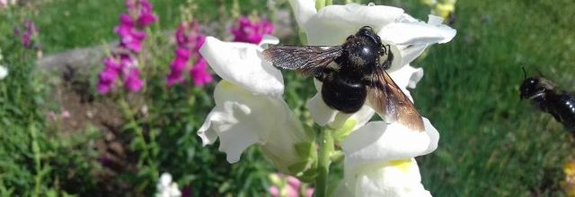 Un petit tour au jardin...