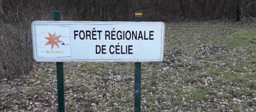 Promenade en forêt