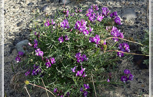 Fleur violette indéterminée : Lathyrus ou Adesmia - Lago Argentino - Patagonie - Argentine
