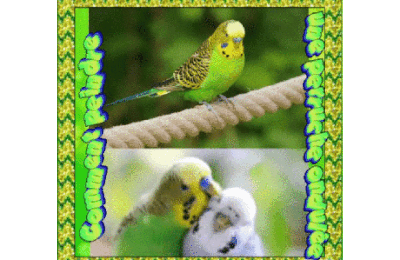 Dessin et peinture - vidéo 4530 : Comment dessiner puis peindre une Perruche ondulée 2/2 ? - encre et aquarelle.