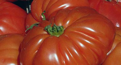 Le scandale de la fausse tomate coeur de boeuf continue 