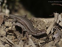 Lézard des murailles