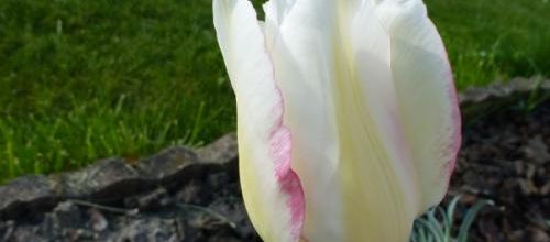 Re-tulipes
