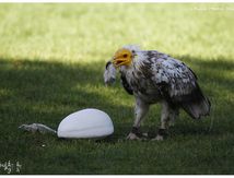 Vautour percnoptère - Neophron percnopterus - Egyptian Vulture