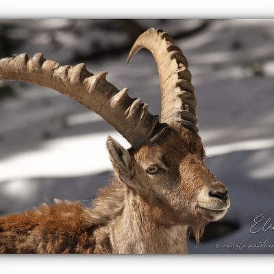 Bovidés pyrénéens dans leur espace nature montagnard 