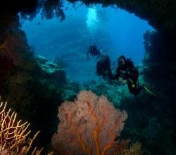 Sous l'eau ... Gorgones à Hienghène
