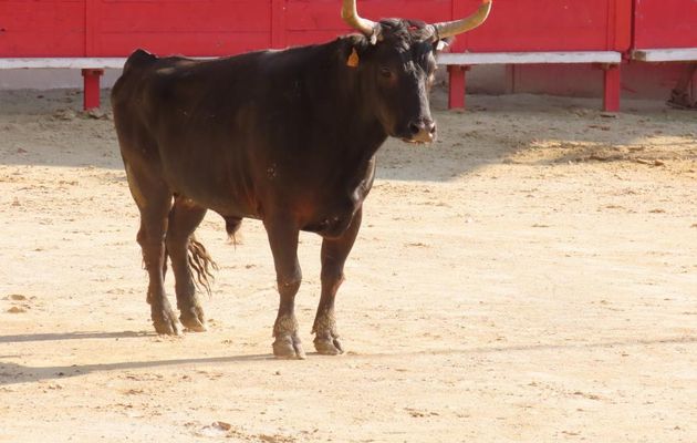 les jeux dans l'arène 