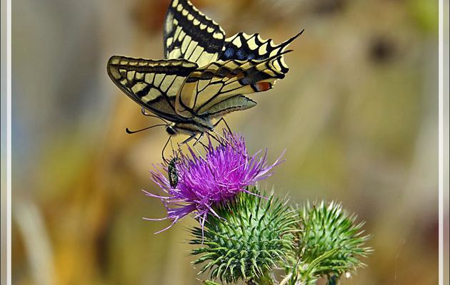 Papillon Machaon ou Grand porte-queue (Papilio machaon) et Œdémère noble (Œdemera nobilis) - Loix-en-Ré - 17