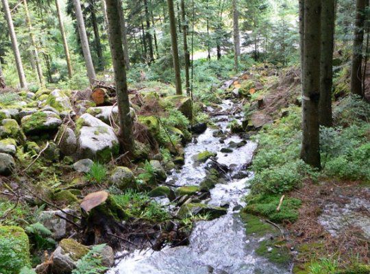 RANDONNEE CASCADE DE MERELLE ET DE CHANONY (Vosges - 88)