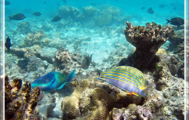 Snorkeling : Chirurgien clown, Chirurgien à lignes bleues, Chirurgien zèbre, Lined surgeonfish (Acanthurus lineatus) - Moofushi - Atoll d'Ari - Maldives