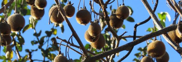 des Kiwis ...