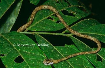 Aplopeltura boa
