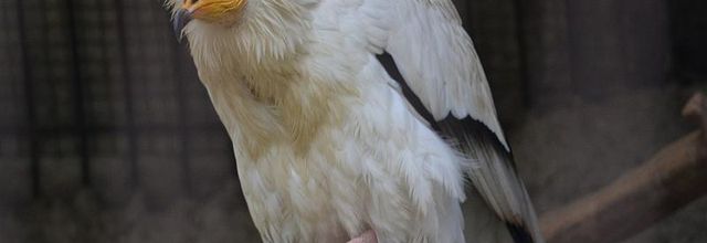 La Ménagerie du Jardin des Plantes : Le Percnoptère d'Egypte