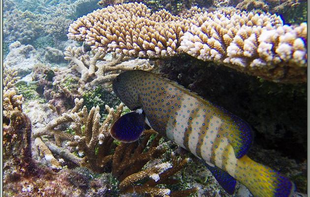 Mérou paon, Mérou céleste, Vieille cuisinière, Vieille la prude (Cephalopholis argus) - Athuruga - Atoll d'Ari - Maldives