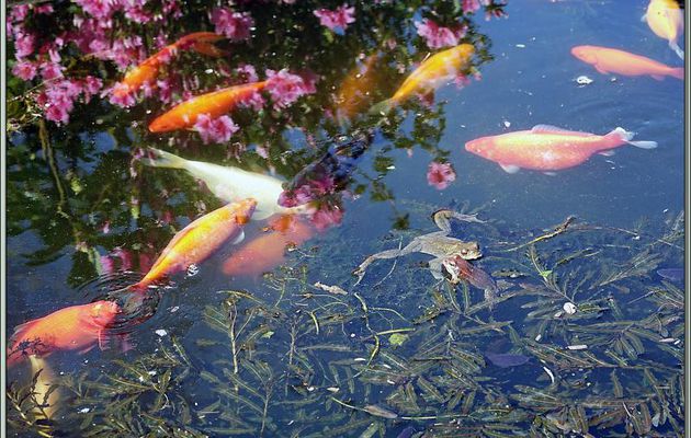 Petit à petit, des dizaines de crapauds communs, dont d'énormes femelles, ont remplacé les grenouilles rousses - Lartigau - Milhas - 31