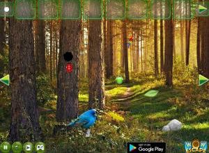 Amazon birds forest escape soluce