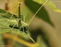 Phaneroptere liliace immature ♂ (Tylopsis lilifolia)