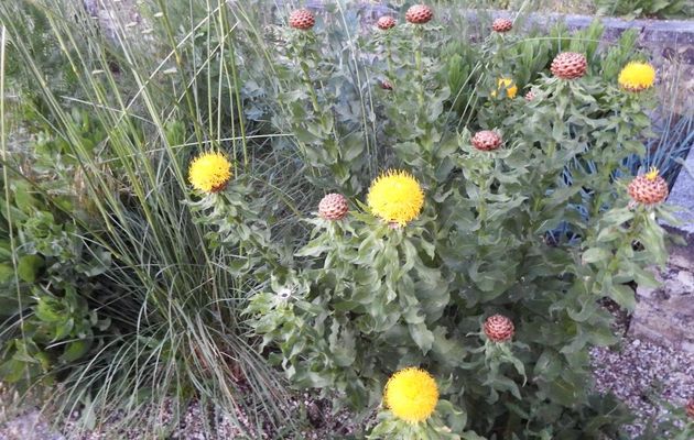 une fleur jaune ?