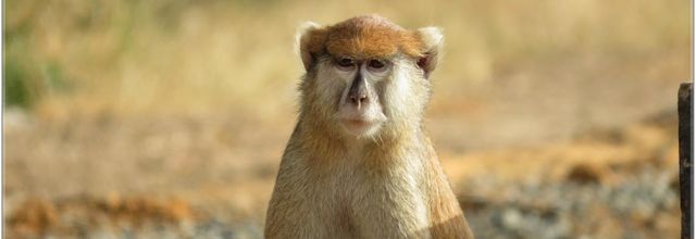 BOUJOUR  LES  SINGES  nov2023