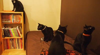 Un café à chats noirs au Japon