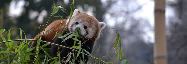 La Ménagerie du jardin des Plantes : Le Panda roux 