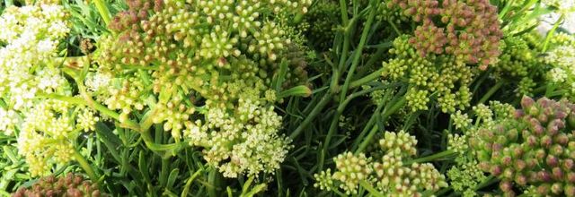 Plantes des sables