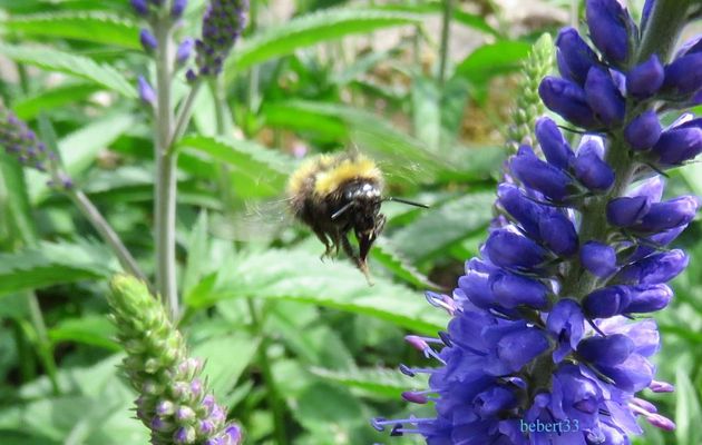 une abeille qui ...