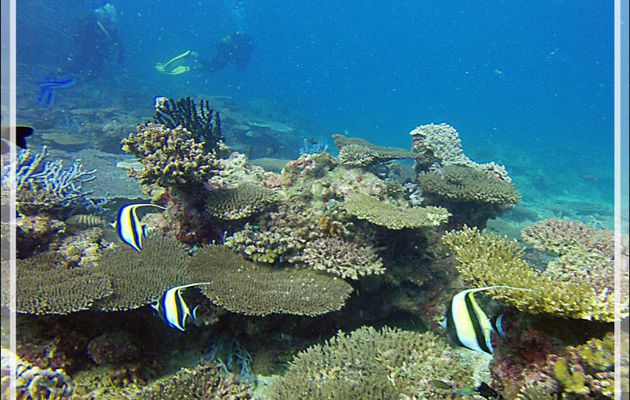Idole des Maures, Pavillon cocher, Zancle cornu, Moorish Idol (Zanclus cornutus) - Nosy Mitsio - Madagascar