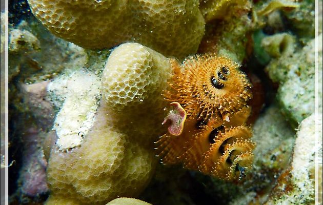 C'était encore Noël avant la date ... Spirobranche arbre de Noël, Christmas tree worm (Spirobranchus giganteus) - Jardin de Corail - Motu Tautau - Taha'a - Polynésie française