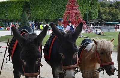 La photo du weekend : Les ânes du Champ de Mars