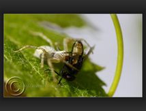 Araignée du genre Philodromus et sa proie : Muscidae Musca domestica