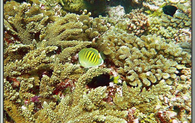 Images de Polynésie (2012) transférées depuis mon ancien blog