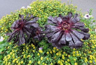 des plantes mouillées !