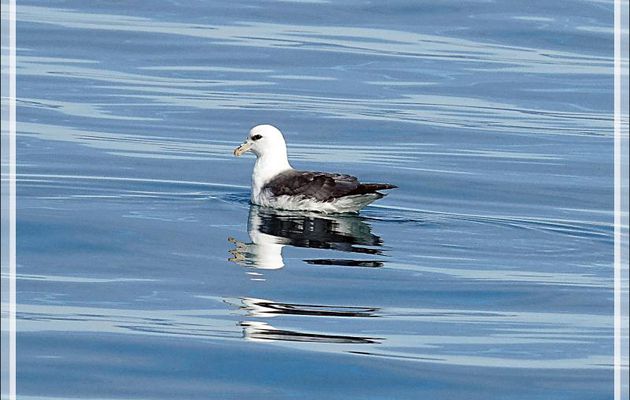 Le repos et l'envol du Fulmar boréal - Baie de Disko - Groenland
