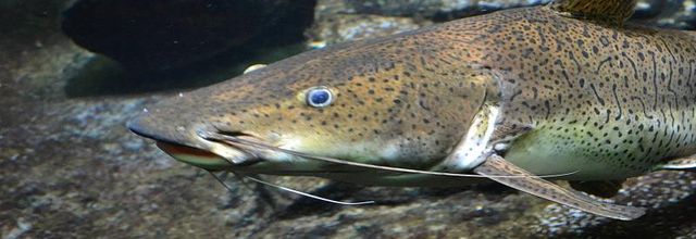 Palais de la Porte Dorée et l'Aquarium Tropical : Le Poisson-Chat Léopard